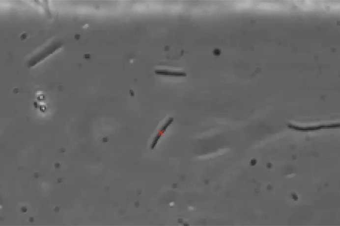 Understanding Bacterial Swimming to Stop Infections in Catheters