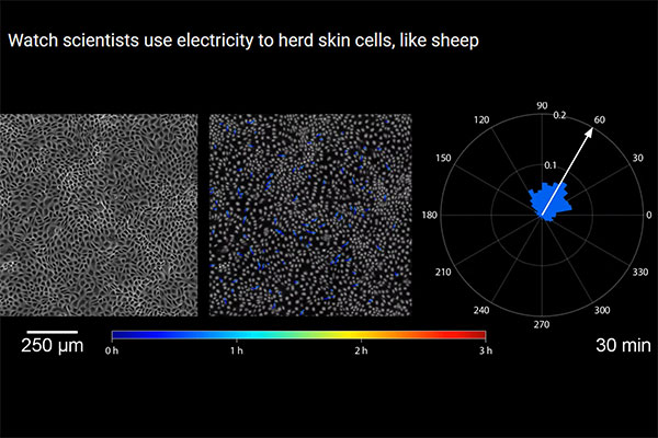 Watch scientists use electricity to herd skin cells, like sheep